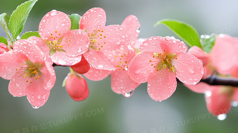 春天春季花朵粉色海棠花图片