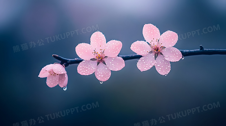 春天春季粉色花朵特写图片