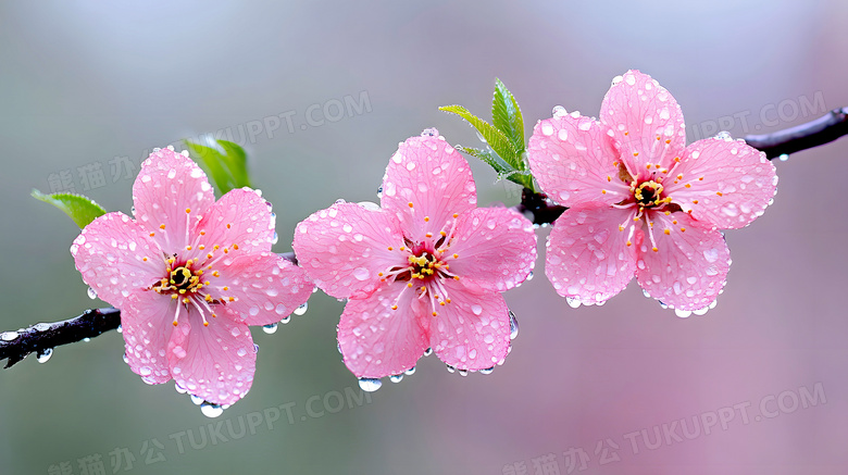 春天春季花朵桃花特写图片