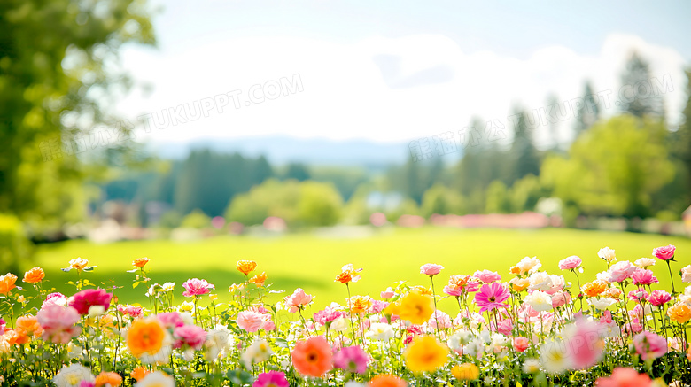 春天春季花朵花海图片