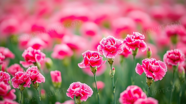 春暖花开花卉花朵图片