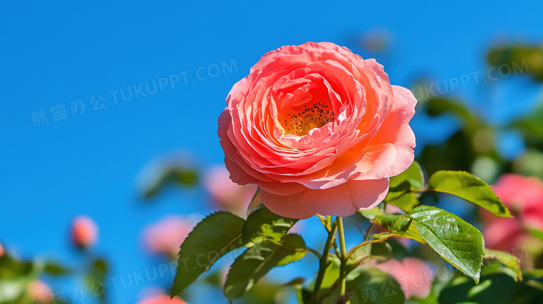 春暖花开优美花卉花朵图片