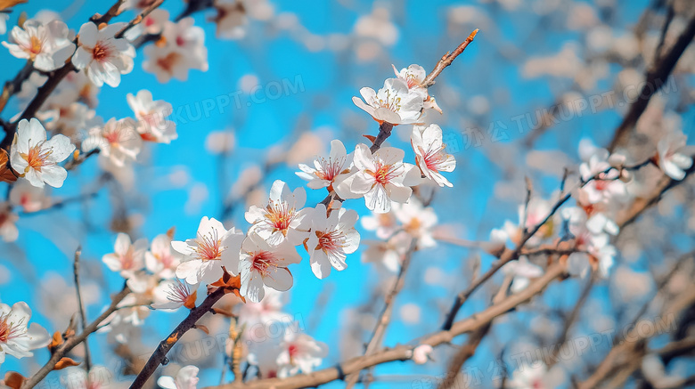 春暖花开优美花卉花朵图片