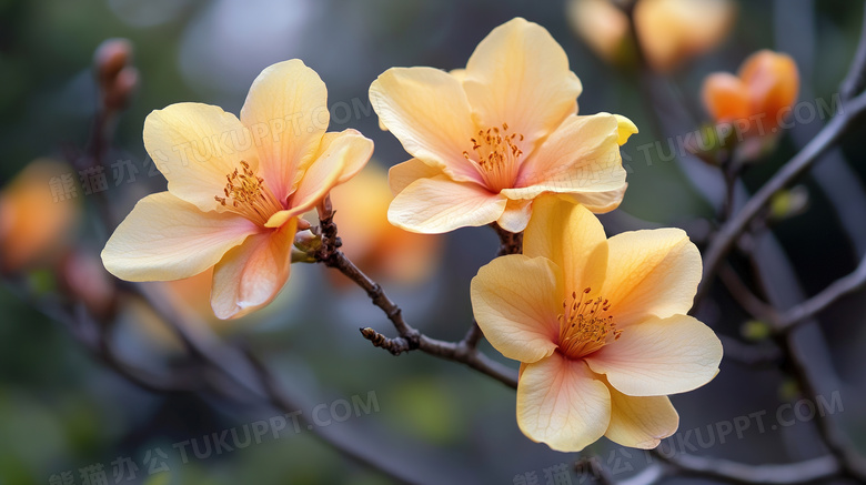 春暖花开优美花卉花朵图片