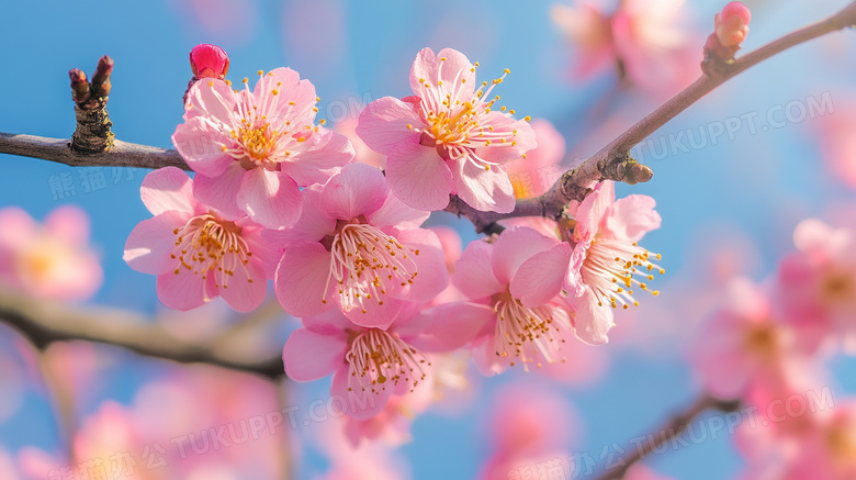 春暖花开优美花卉花朵图片