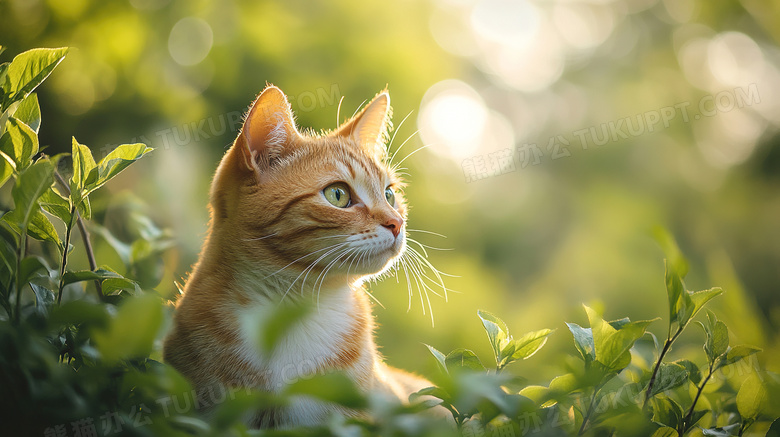 动物摄影春天的小猫唯美图片