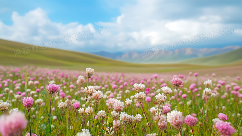 唯美花卉花海场景壁纸图片