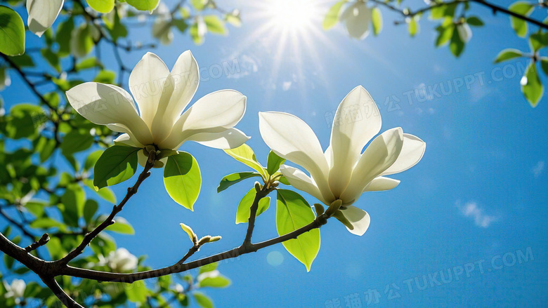 玉兰花开春天花朵植物图片