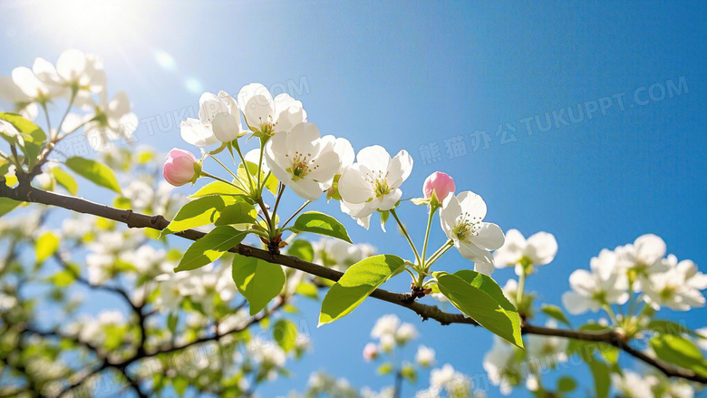 梨花春天花朵花卉植物图片