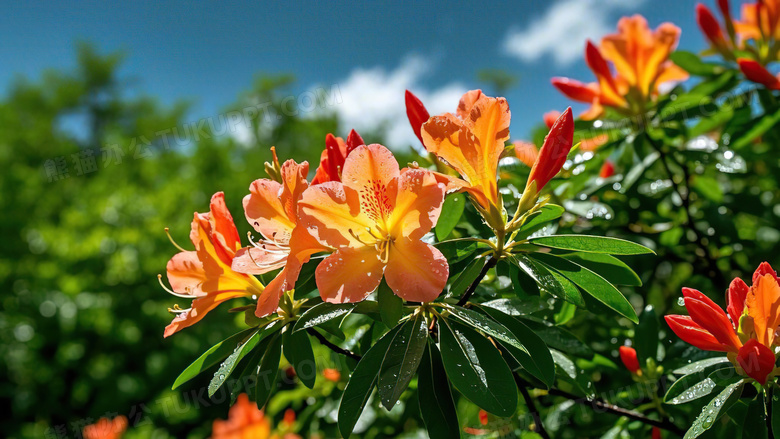 杜鹃花春天花朵花卉植物图片