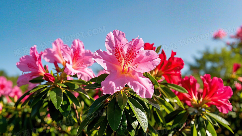 杜鹃花春天花朵花卉植物图片