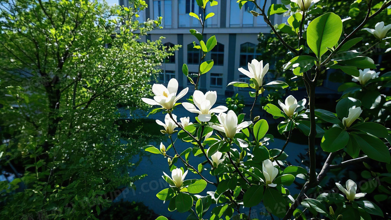 玉兰花春天花朵花卉植物图片