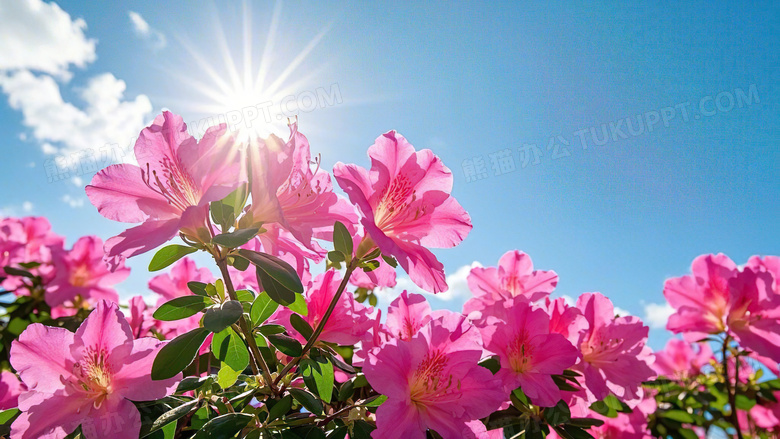 杜鹃花春天花朵花卉植物图片