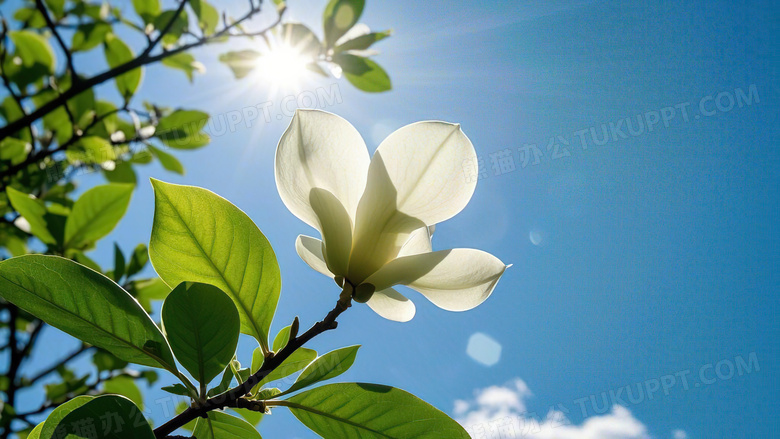 李树开花春天花朵花卉植物图片