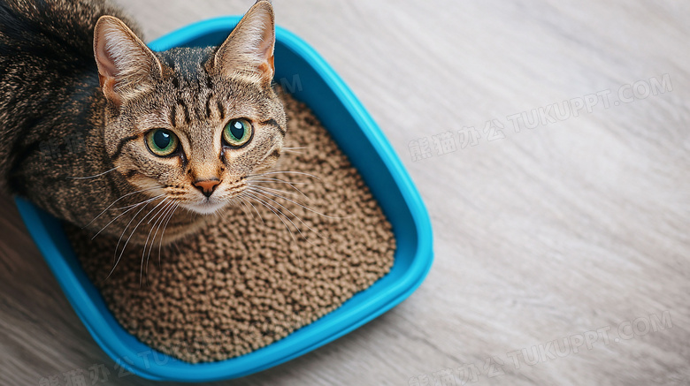 宠物食品猫粮图片