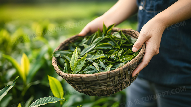 茶道传统茶文化采茶叶图片