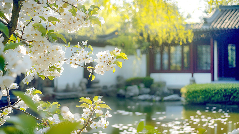 春天古镇梨花盛开场景图片