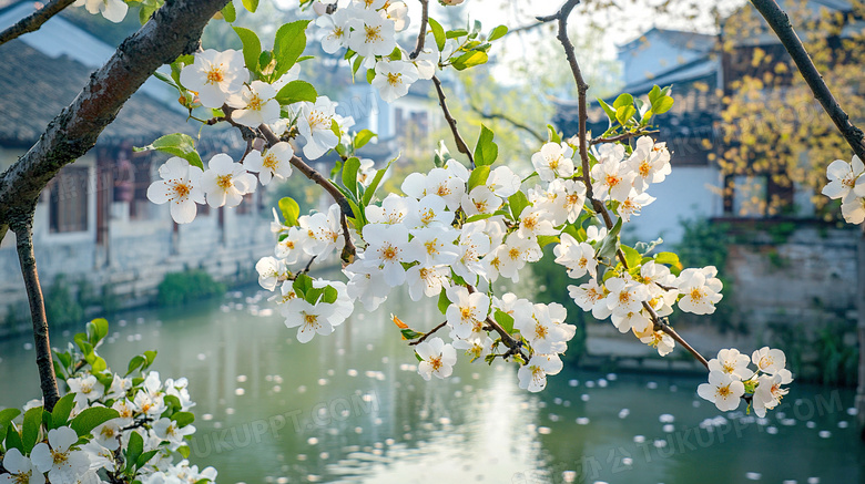 春天古镇梨花盛开场景图片