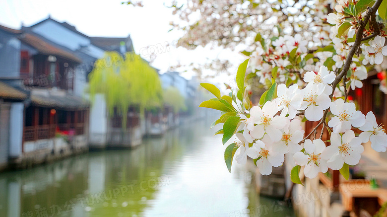 春天古镇梨花盛开场景图片