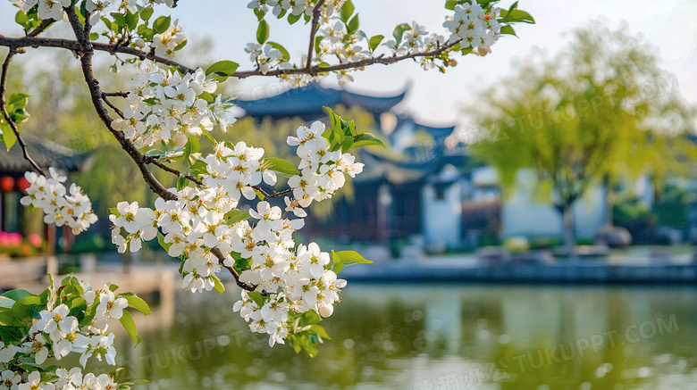 春天古镇梨花盛开场景图片