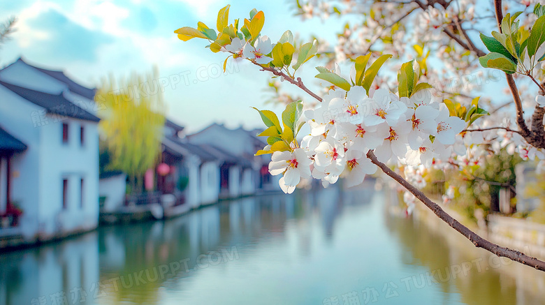 春天梨花盛开风景图片