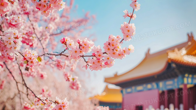 春天故宫桃花盛开风景图片