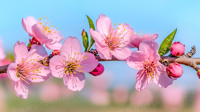 春天桃花盛开特写图片