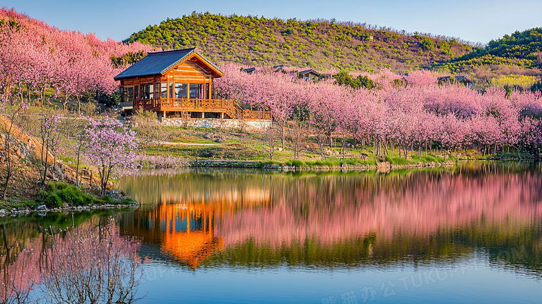 春天开满桃花的湖边小屋风景图片