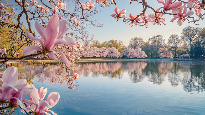 春天湖边玉兰花盛开优美风景图片