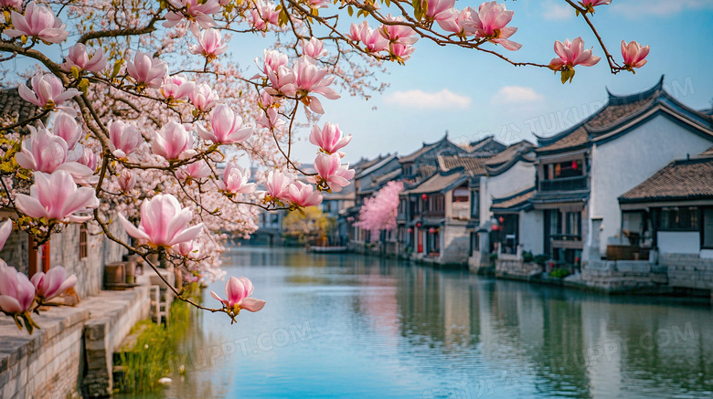 古镇玉兰花盛开风景图片