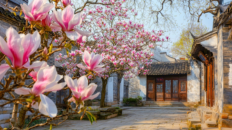 古镇玉兰花盛开风景图片