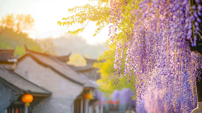 紫藤花盛开有没风景图片