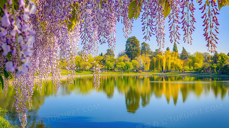 紫藤花盛开有没风景图片