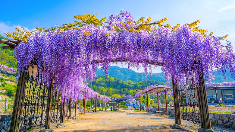 紫藤花盛开有没风景图片