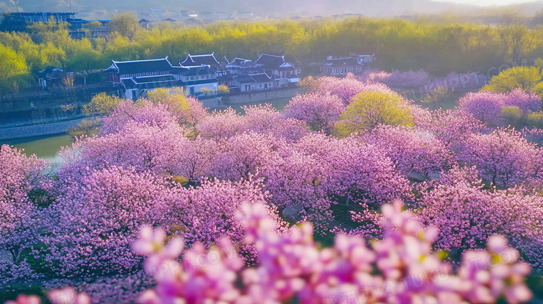 春天古镇樱花盛开优美风景图片