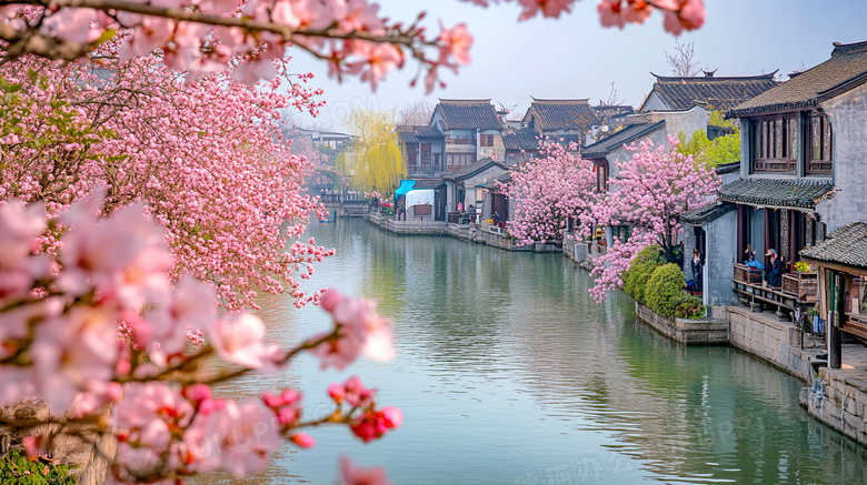 春天古镇樱花盛开优美风景图片