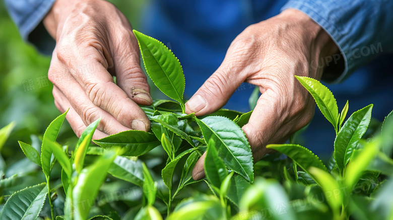 户外采摘新鲜的茶叶图片