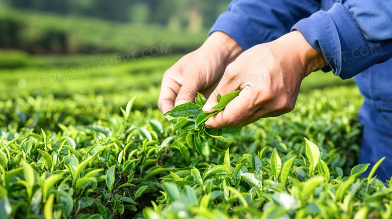 户外采摘新鲜的茶叶图片