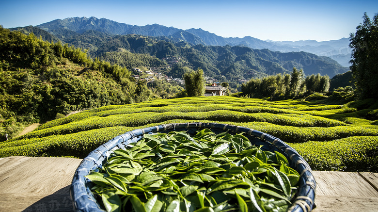 户外晾晒新鲜采摘的茶叶图片