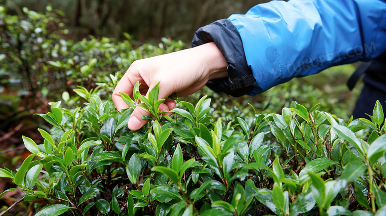 户外采摘新鲜茶叶图片