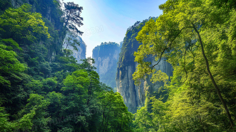 自然生态茂密森林图片