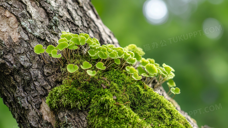 森林里树干上的青苔植物图片