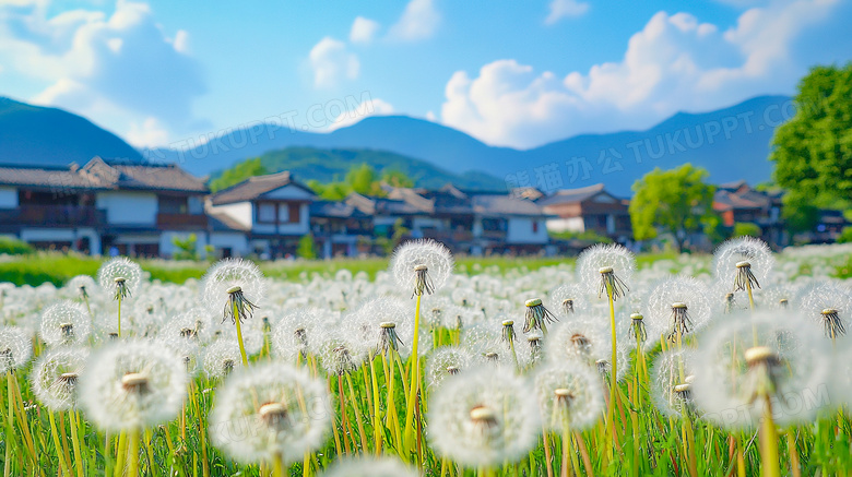 草地上生长的蒲公英特写图片