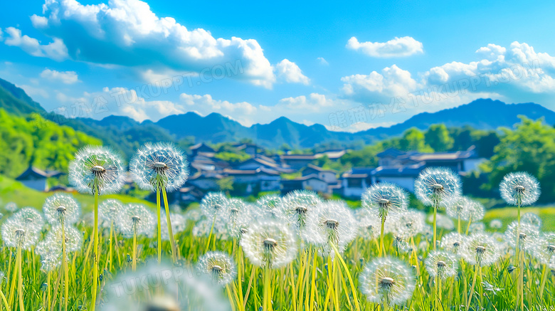 草地生长的蒲公英图片