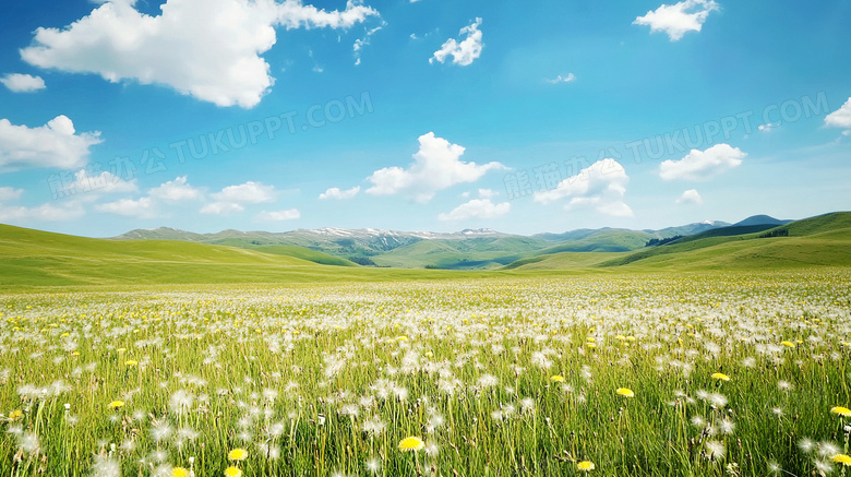 草地生长大量蒲公英图片