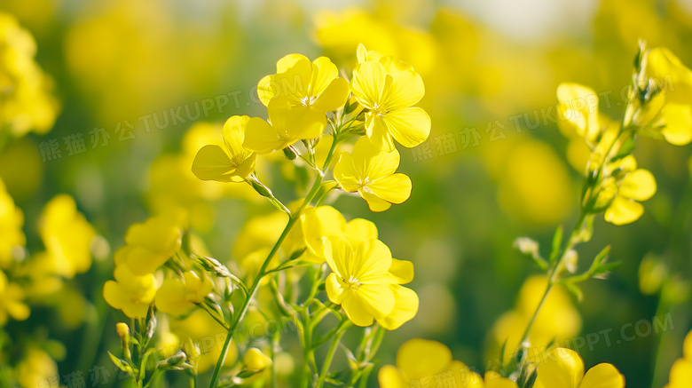 春天唯美油菜花图片