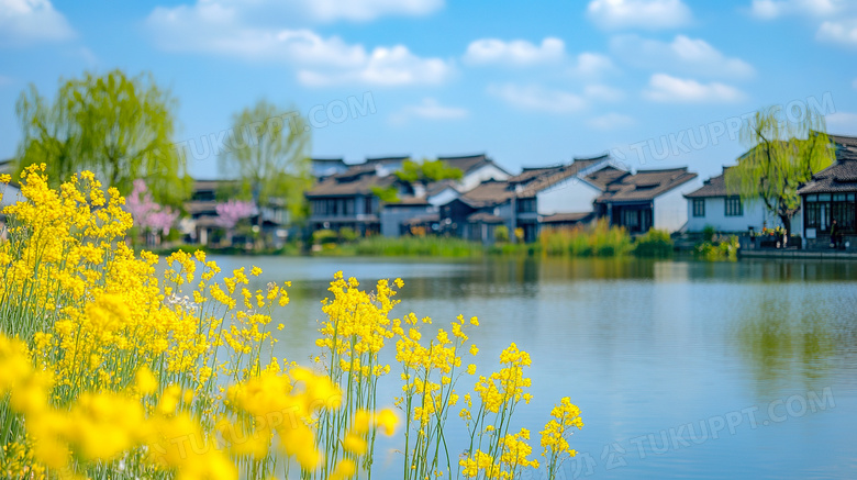 春天唯美油菜花风景图片