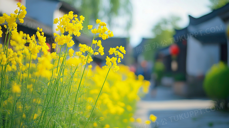 春天唯美油菜花风景图片