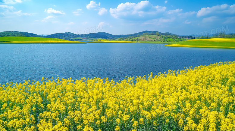 春天唯美油菜花风景图片