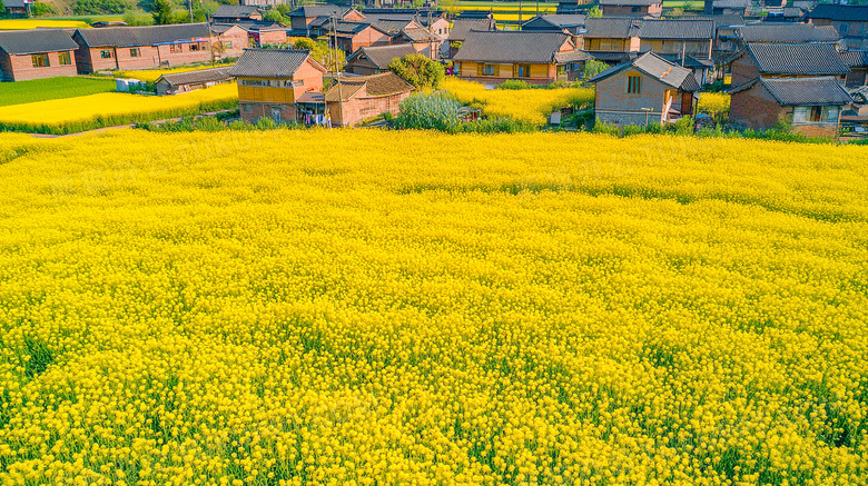 春天唯美油菜花风景图片